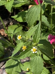 Galinsoga quadriradiata