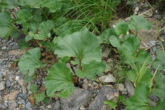 Petasites radiatus
