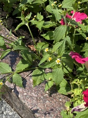 Galinsoga quadriradiata