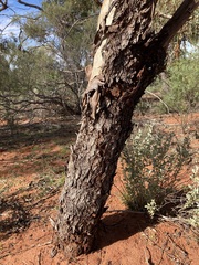Eucalyptus loxophleba supralaevis