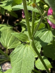 Galinsoga quadriradiata