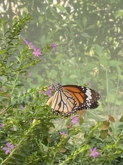 Danaus genutia