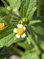 Galinsoga quadriradiata