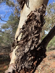 Eucalyptus loxophleba supralaevis