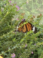 Danaus genutia
