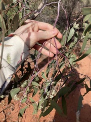 Eucalyptus loxophleba supralaevis