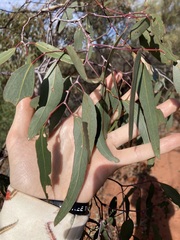 Eucalyptus loxophleba supralaevis
