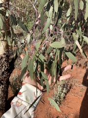 Eucalyptus loxophleba supralaevis