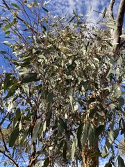 Eucalyptus loxophleba supralaevis