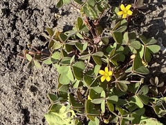 Oxalis corniculata