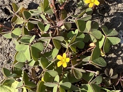 Oxalis corniculata