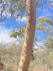 Eucalyptus loxophleba supralaevis