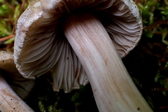 Inocybe acriolens