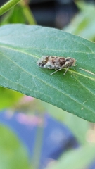 Cixius cunicularius
