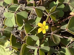 Oxalis corniculata