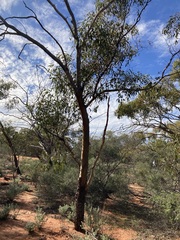 Eucalyptus loxophleba supralaevis