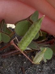 Oxalis corniculata