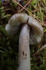 Inocybe acriolens