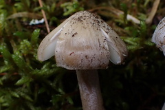 Inocybe acriolens