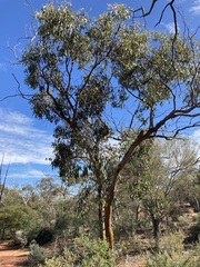 Eucalyptus loxophleba supralaevis
