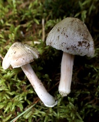 Inocybe acriolens