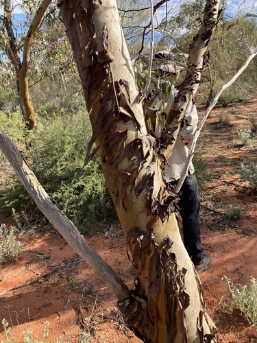 Image of Eucalyptus loxophleba by (c) Thomas Mesaglio, some rights reserved (CC BY)