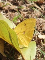 Phoebis neocypris neocypris