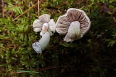 Inocybe acriolens