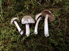 Inocybe acriolens