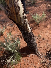 Eucalyptus loxophleba supralaevis