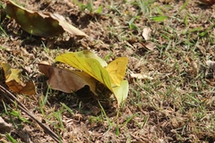 Phoebis neocypris neocypris
