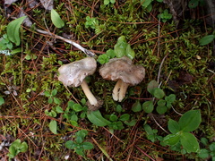 Inocybe acriolens