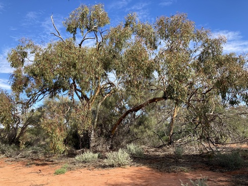 Image of Eucalyptus loxophleba by (c) Thomas Mesaglio, some rights reserved (CC BY)