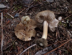 Inocybe acriolens