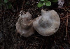 Inocybe acriolens