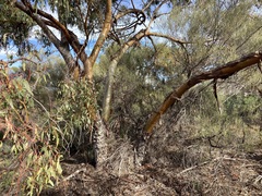 Eucalyptus loxophleba supralaevis