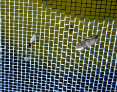 Glyptoteles leucacrinella