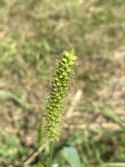 Setaria pumila