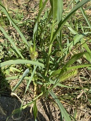 Setaria pumila