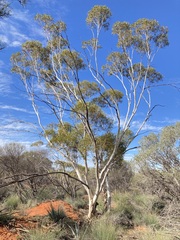 Eucalyptus rigidula rigidula