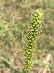 Setaria pumila