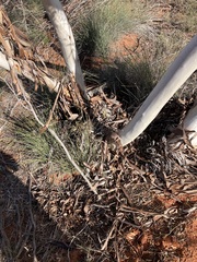 Eucalyptus rigidula rigidula