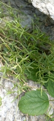 Dichodon cerastoides