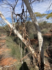 Eucalyptus rigidula rigidula