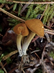 Calocybe naucoria