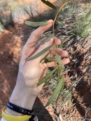 Eucalyptus rigidula rigidula