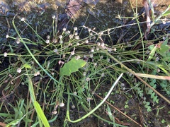 Eriocaulon truncatum