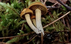 Calocybe naucoria