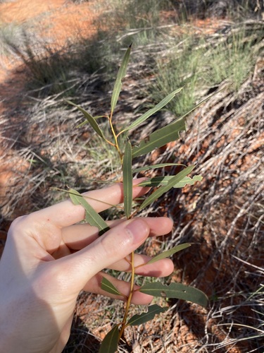 Image of Newman Rock Mallee by (c) Thomas Mesaglio, some rights reserved (CC BY)