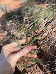 Eucalyptus rigidula rigidula